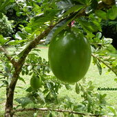 Surinam: Kalebassenbaum